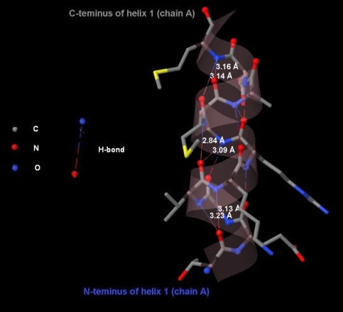 H-bonds in 6-16:A Helix